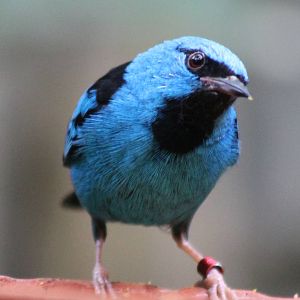 Blue dacnis