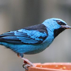 Blue dacnis