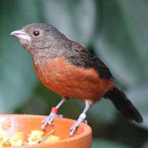Brazilian tanager female