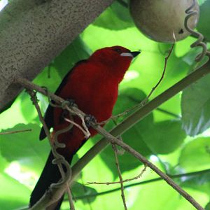 Brazilian tanager male