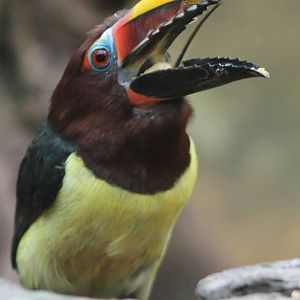 Green aracari