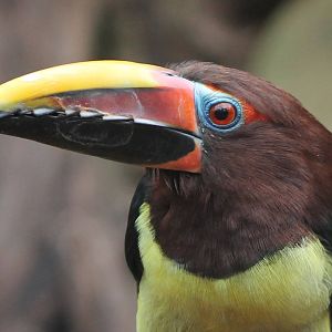 Green aracari