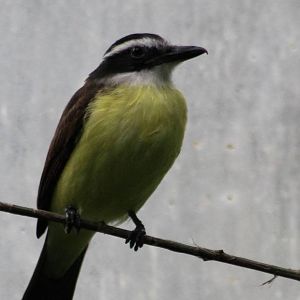 Great kiskadee