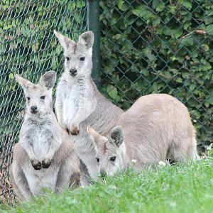 Eastern wallaroos