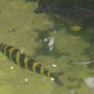 Banded leporinus and Red piranha