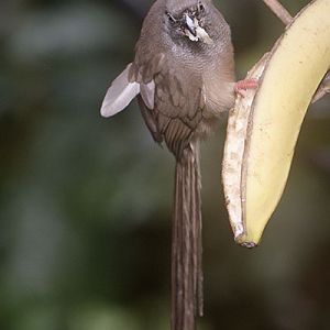 Speckled mousebird