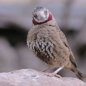Cut-throat finch