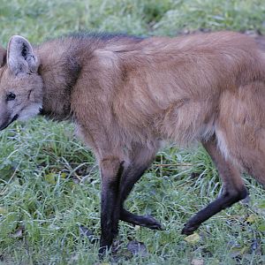 Maned wolf