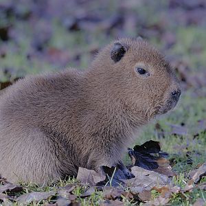 Capybara infant