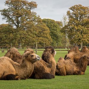 Bactrian camels : Cotswold WP : 25 Oct 2014