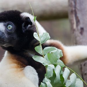 Crowned sifaka : Cotswold WP : 25 Oct 2014