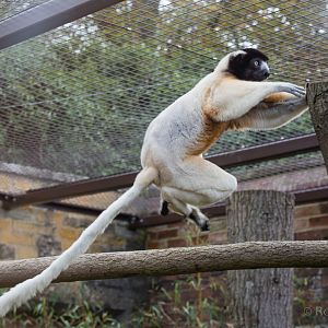 Crowned sifaka : Cotswold WP : 25 Oct 2014