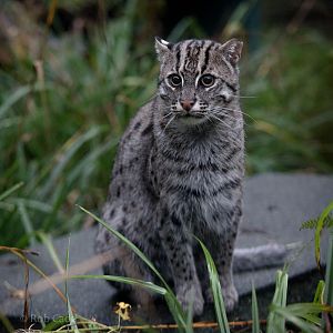 Fishing cat : Port Lympne : 15 Oct 2014