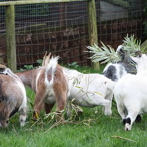 Willow frenzy, 16th October 2014