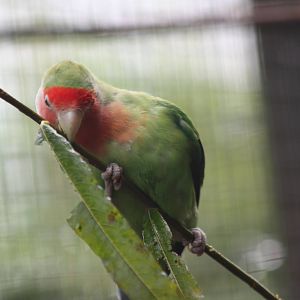 Peach-faced Lovebird, 16th October 2014