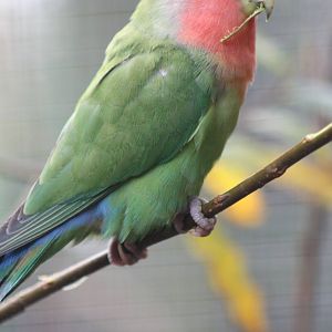Peach-faced Lovebird, 16th October 2014