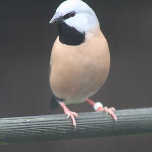 Parson Finch, 16th October 2014