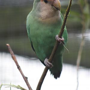 More willow enjoyment, 16th October 2014