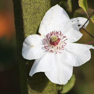 I am still no horticulturalist yet again, 16th October 2014