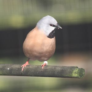 Parson Finch, 16th October 2014