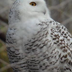 Snowy Owl