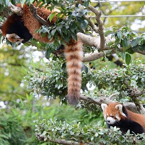 Red pandas
