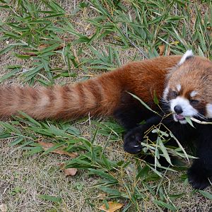Red panda