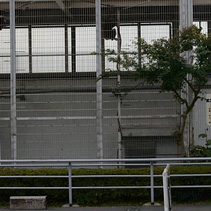 White-handed gibbon enclosure