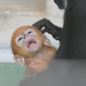 Baby Francois langur