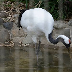 Japanese crane