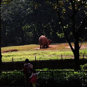 African elephant exhibit