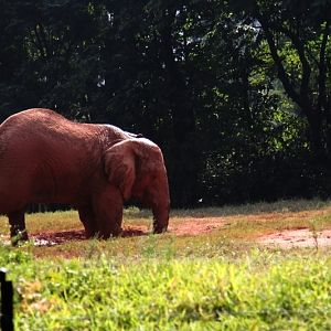 African elephant