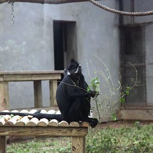 Francois's langur