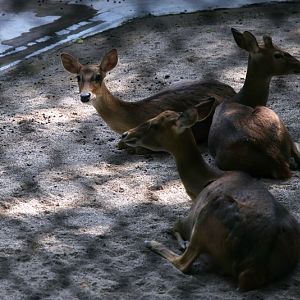 Hainan Eld's deer