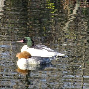 Goosander at Warsaw Zoo?