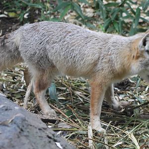 Corsac fox