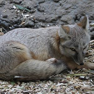 Corsac fox