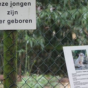 Sign and birth-sign Corsac fox