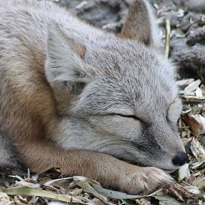 Corsac fox