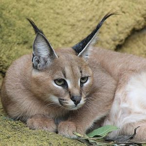 Caracal