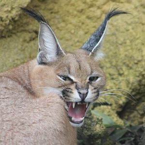 Caracal