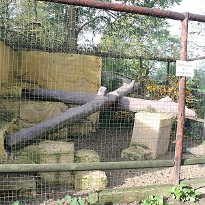 Enclosure Caracals