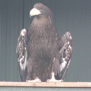 Steller's sea-eagle