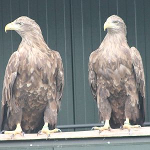 European sea-eagles