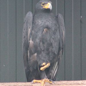 Verraux's eagle