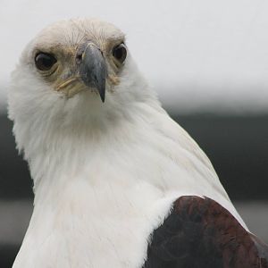 African fish eagle