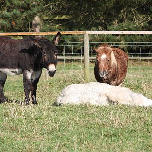 Do not be alarmed, 16th October 2014