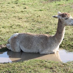 Aquatic Alpaca, 16th October 2014