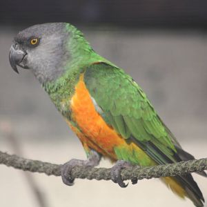 Simon, 16th October 2014