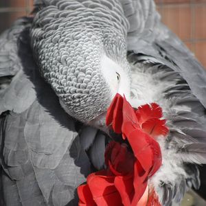 Preening, 16th October 2014